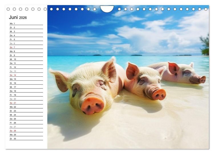 Produktbild: Schweinereien in der Karibik. Sonne und Spa&szlig; mit schwimmenden Schweinen (Wandkalender 2026 DIN A4 quer), CALVENDO Monatskalender