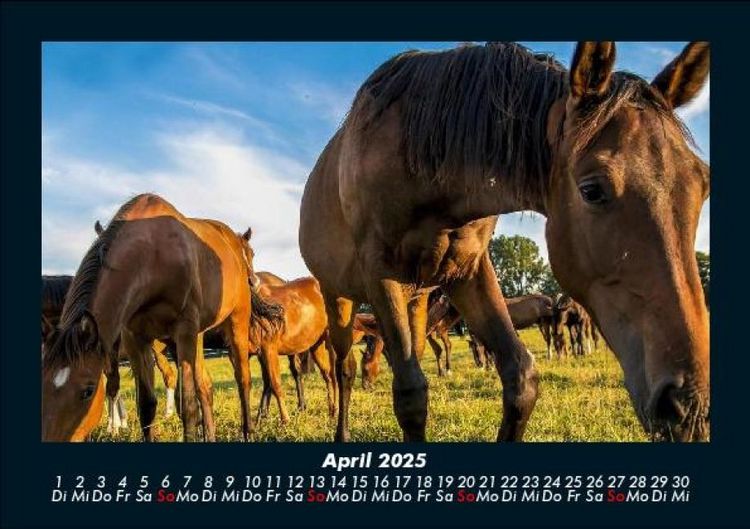 Produktbild: Die Welt der Pferde 2025 Fotokalender DIN A5