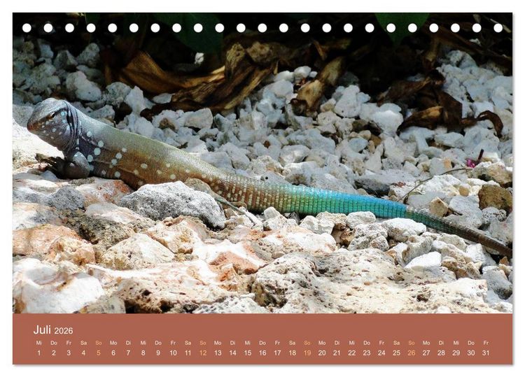 Produktbild: ABC: Aruba - Bonaire - Cura&ccedil;ao (Tischkalender 2026 DIN A5 quer), CALVENDO Monatskalender