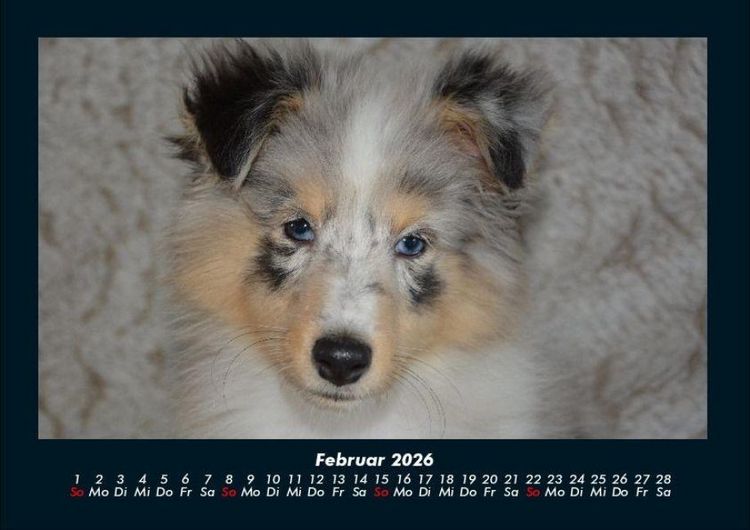 Produktbild: Hundezauber 2026 Fotokalender DIN A4