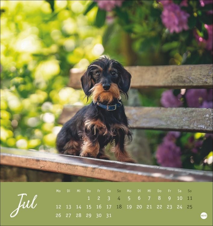 Produktbild: Dackel Postkartenkalender 2027