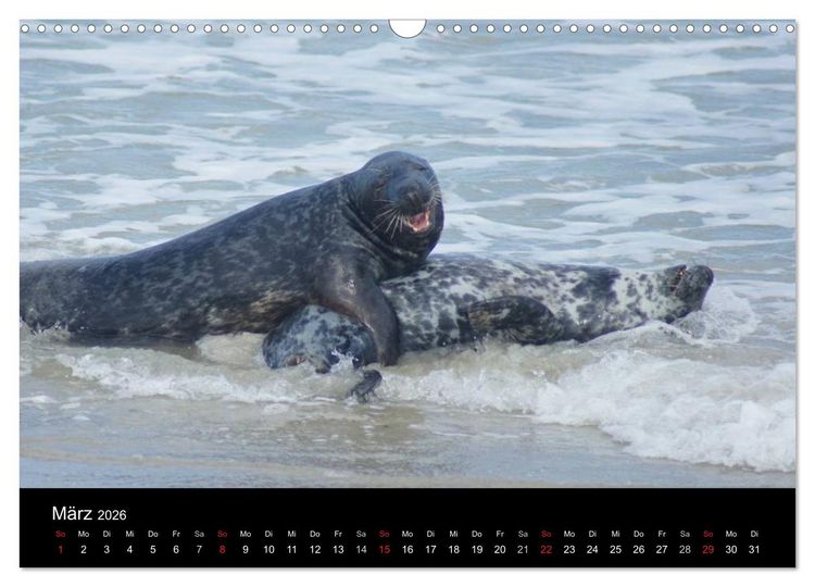 Produktbild: Verspielte Robben (Wandkalender 2026 DIN A3 quer), CALVENDO Monatskalender