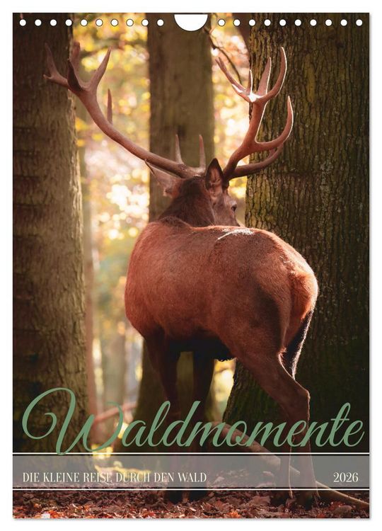 Produktbild: Waldmomente (Wandkalender 2026 DIN A4 hoch), CALVENDO Monatskalender