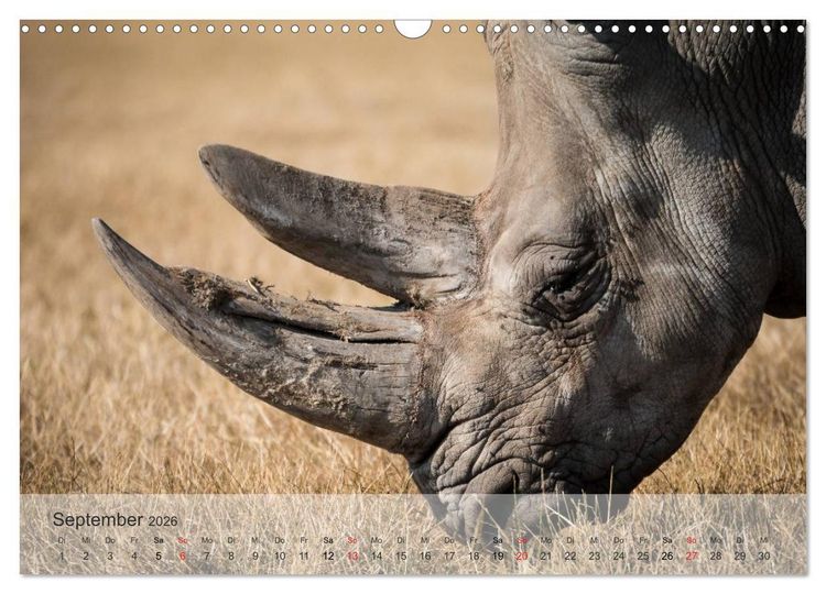 Produktbild: Afrikas sch&ouml;ne Tierwelt (Wandkalender 2026 DIN A3 quer), CALVENDO Monatskalender