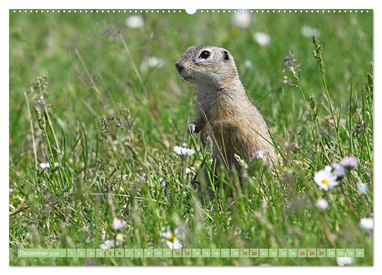 Produktbild: Ziesel im Burgenland (Wandkalender 2026 DIN A2 quer), CALVENDO Monatskalender