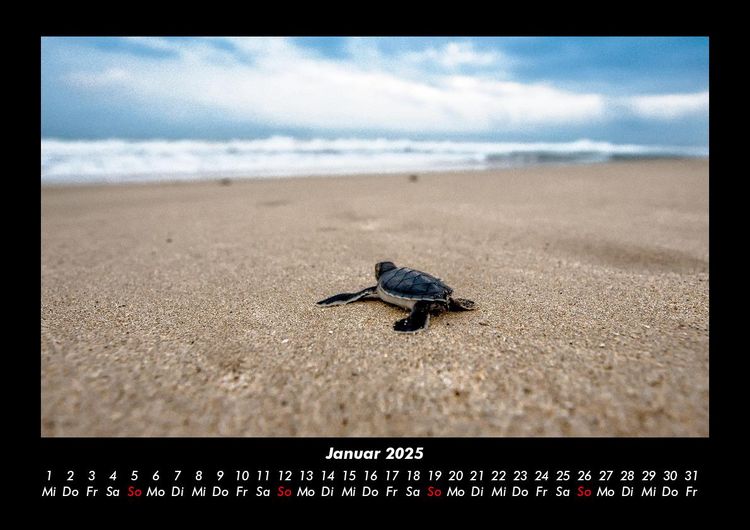 Produktbild: Schildkr&ouml;tenzauber 2025 Fotokalender DIN A3