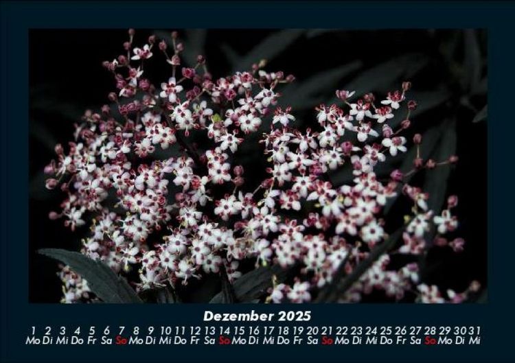 Produktbild: Blumenzauber 2025 Fotokalender DIN A5