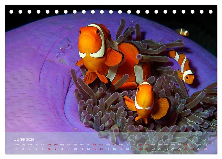 Produktbild: Anemonefish - always busy - always on the move (Desk Calendar 2026 DIN A5 landscape), CALVENDO 12 Month DeskCalendar
