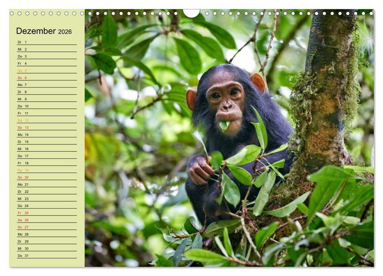 Produktbild: Ugandas wilde Menschenaffen (Wandkalender 2026 DIN A3 quer), CALVENDO Monatskalender