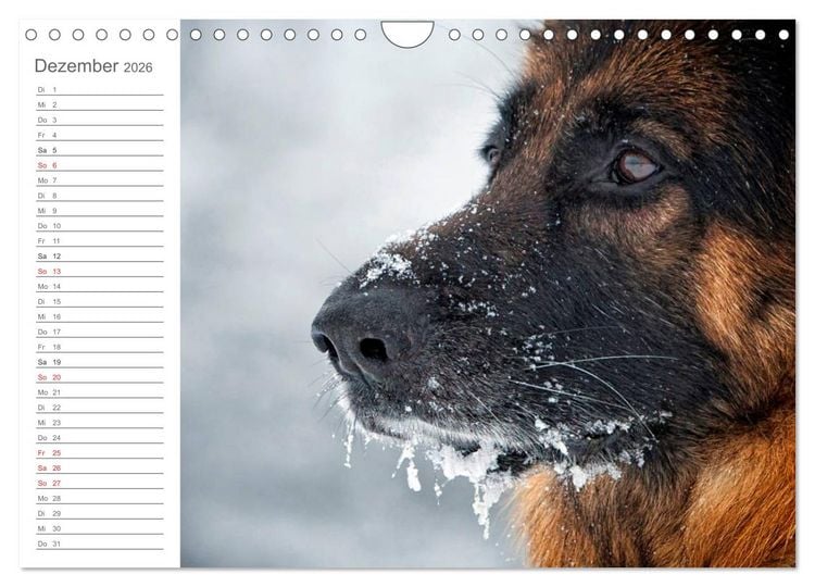 Produktbild: Deutsche Sch&auml;ferhunde Seelentr&ouml;ster (Wandkalender 2026 DIN A4 quer), CALVENDO Monatskalender