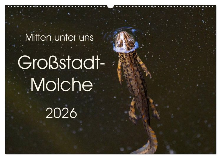 Produktbild: Mitten unter uns - Gro&szlig;stadt-Molche (Wandkalender 2026 DIN A2 quer), CALVENDO Monatskalender