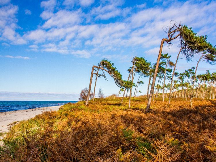 Produktbild: CALVENDO Puzzle Am wilden Dar&szlig;er Weststrand | 1000 Teile Lege-Gr&ouml;&szlig;e 64x48cm Foto-Puzzle f&uuml;r gl&uuml;ckliche Stunden
