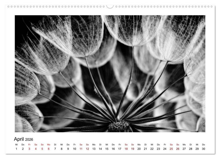 Produktbild: Die grafische Sch&ouml;nheit der Pflanzen &ndash; Schwarz-Wei&szlig; (Wandkalender 2026 DIN A2 quer), CALVENDO Monatskalender