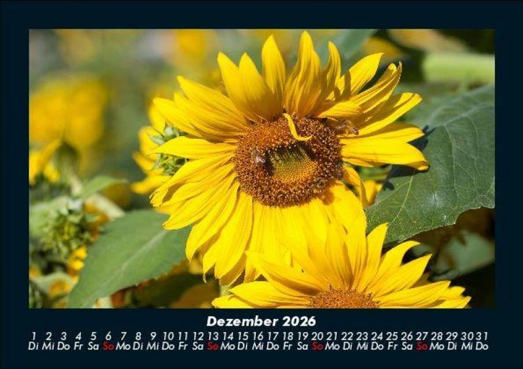 Produktbild: Bien 2026 Fotokalender DIN A5