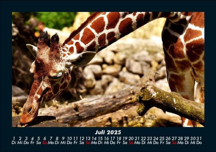 Produktbild: Giraffen 2025 Fotokalender DIN A5