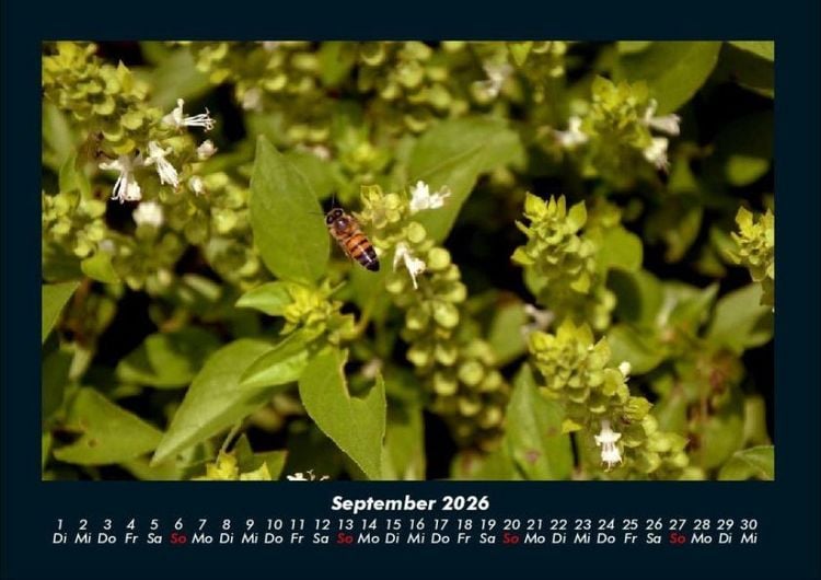 Produktbild: Bienen 2026 Fotokalender DIN A4