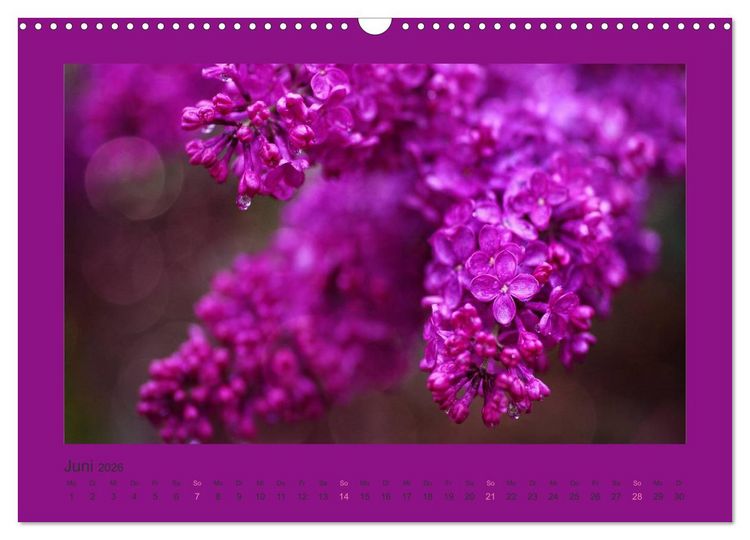 Produktbild: 12 Farben (Wandkalender 2026 DIN A3 quer), CALVENDO Monatskalender