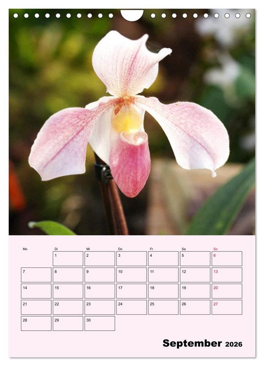 Produktbild: Orchideenliebe (Wandkalender 2026 DIN A4 hoch), CALVENDO Monatskalender