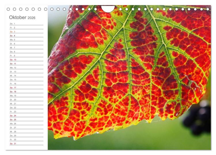 Produktbild: Wein (Wandkalender 2026 DIN A4 quer), CALVENDO Monatskalender