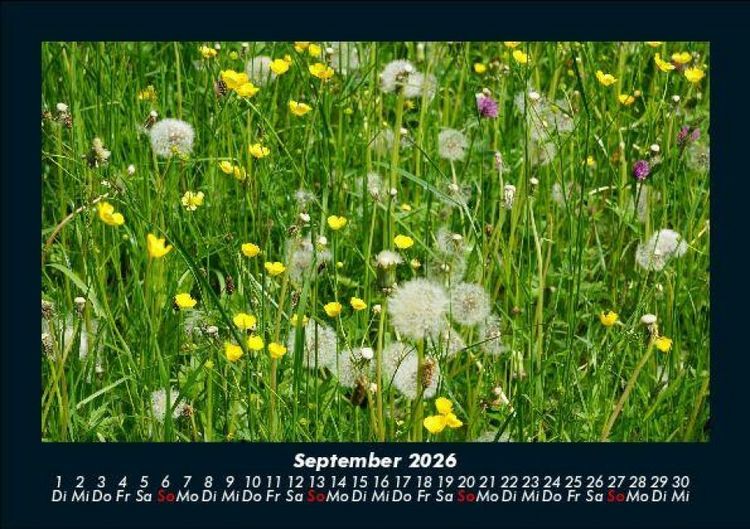Produktbild: Pflanzen und Bl&uuml;ten 2026 Fotokalender DIN A5