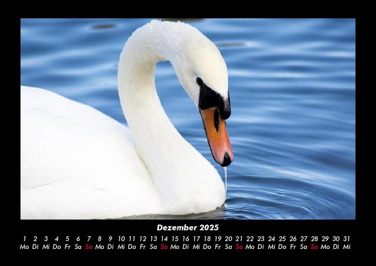 Produktbild: Vogelparadies 2025 Fotokalender DIN A3