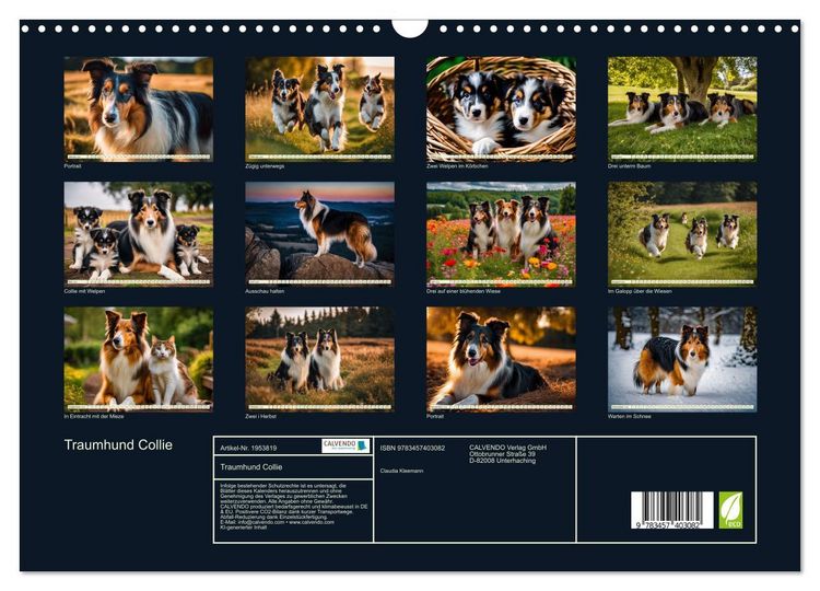 Produktbild: Traumhund Collie (Wandkalender 2026 DIN A3 quer), CALVENDO Monatskalender