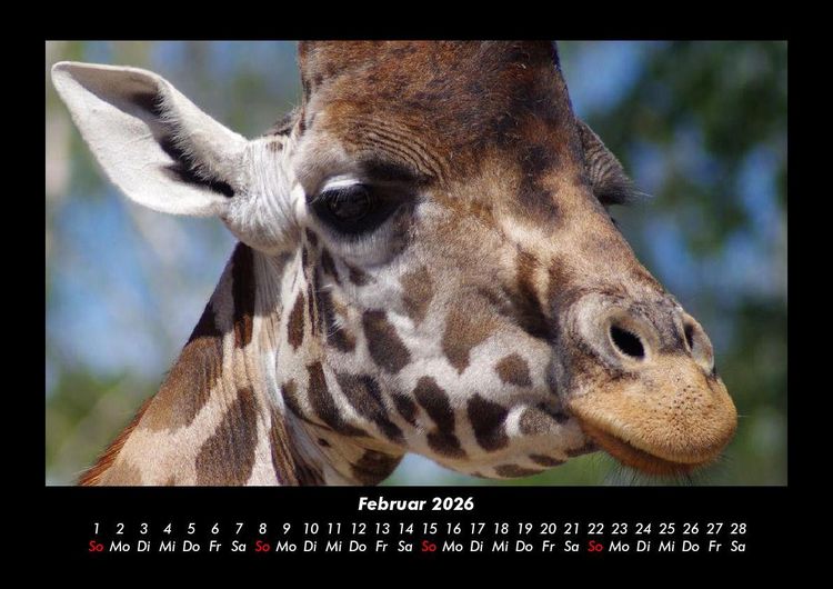 Produktbild: Giraffen 2026 Fotokalender DIN A3