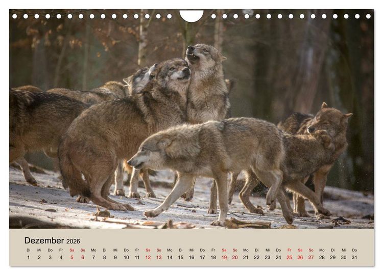 Produktbild: Wolfsrudel (Wandkalender 2026 DIN A4 quer), CALVENDO Monatskalender