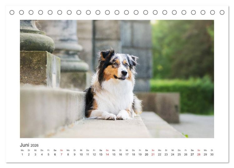 Produktbild: Herzensaussies - Australian Shepherd (Tischkalender 2026 DIN A5 quer), CALVENDO Monatskalender