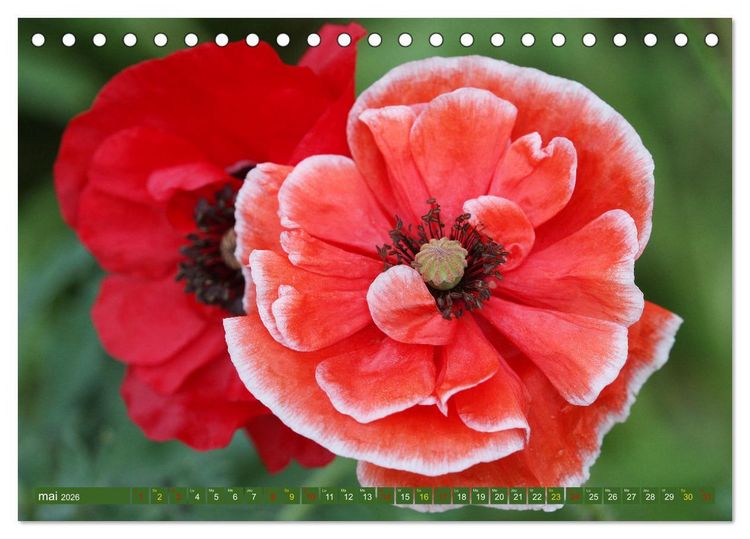 Produktbild: La beaut&eacute; des fleurs (Calendrier de bureau 2026 DIN A5 vertical), CALVENDO calendrier mensuel