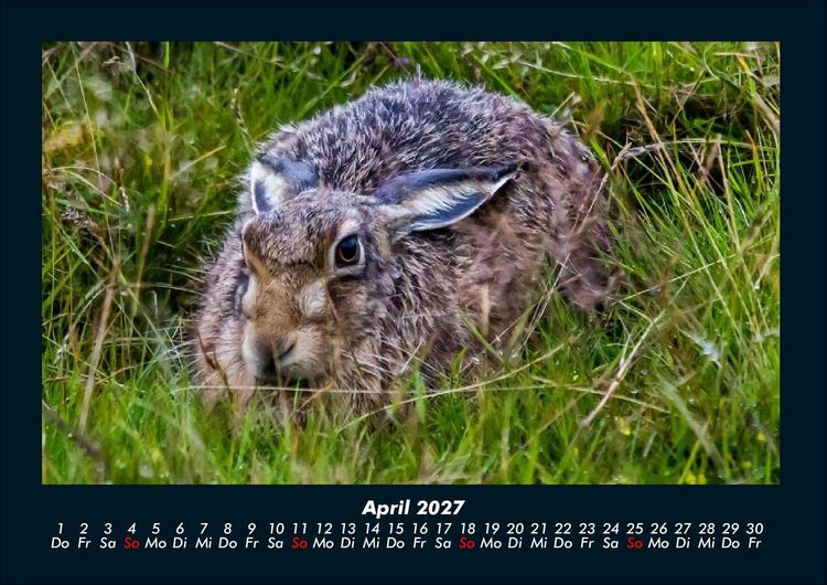 Produktbild: Der Tierkalender 2027 Fotokalender DIN A4