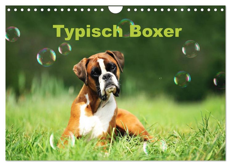 Produktbild: Typisch Boxer (Wandkalender 2026 DIN A4 quer), CALVENDO Monatskalender