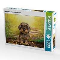 Produktbild: CALVENDO Puzzle Rauhaardackel im Herbst-Ambiente 1000 Teile Lege-Gr&ouml;&szlig;e 64 x 48 cm Foto-Puzzle Bild von Annett Mirsberger annettmirsberger.de