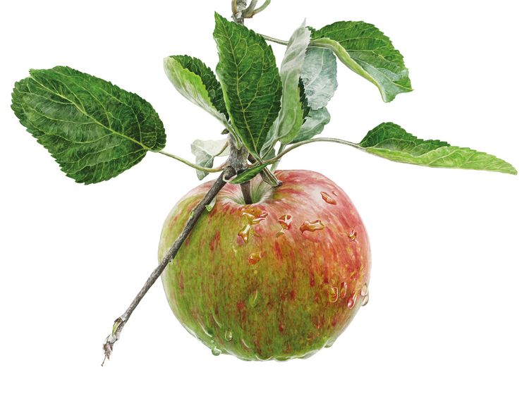 Produktbild: Inspiriert von der Natur: Anna Masons Aquarellwelt