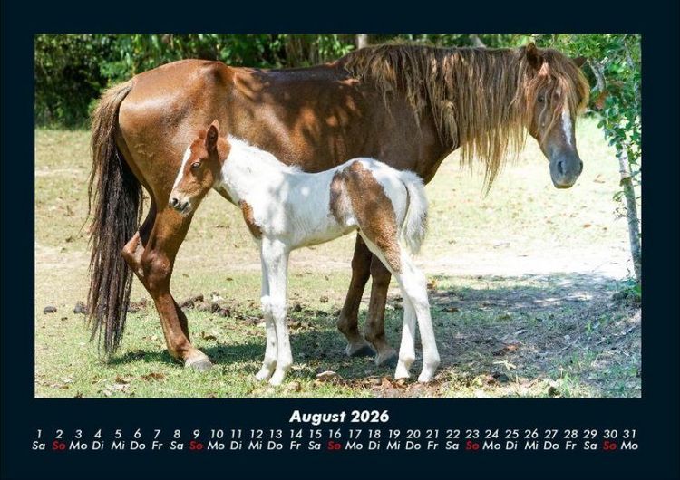 Produktbild: Die Welt der Pferde 2026 Fotokalender DIN A4
