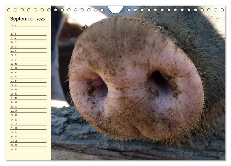 Produktbild: Von S&auml;uen die Schwein haben! (Wandkalender 2026 DIN A4 quer), CALVENDO Monatskalender