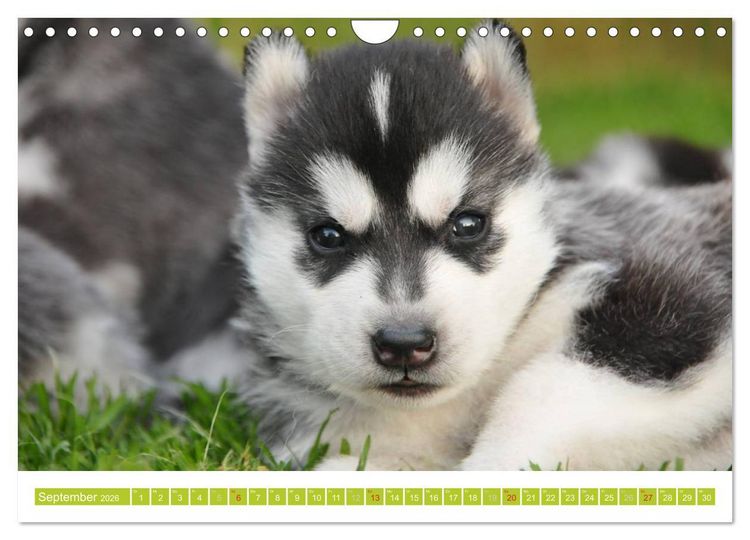 Produktbild: Siberian Husky - der Urtyp (Wandkalender 2026 DIN A4 quer), CALVENDO Monatskalender