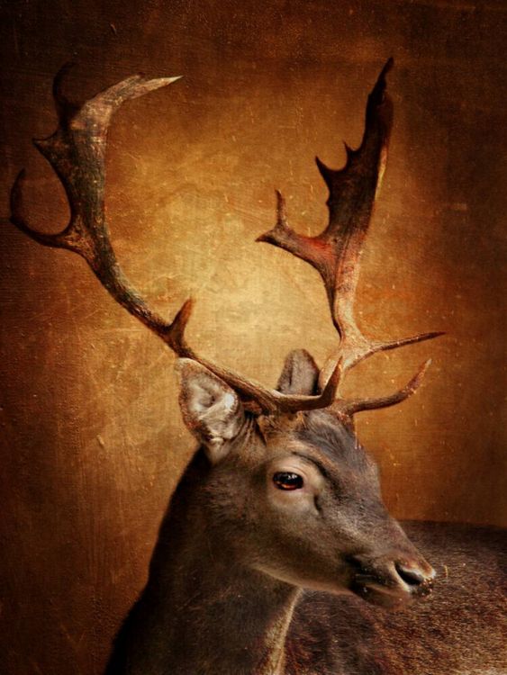 Produktbild: CALVENDO Puzzle Der Hirsch mit dem goldenen Geweih | 1000 Teile Lege-Gr&ouml;&szlig;e 64x48cm Foto-Puzzle f&uuml;r gl&uuml;ckliche Stunden