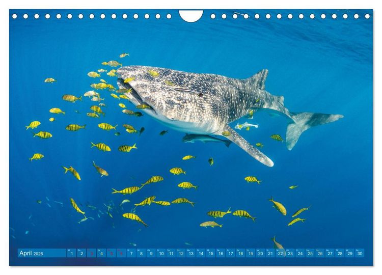 Produktbild: Einzigartige Naturkostbarkeiten aus Asien (Wandkalender 2026 DIN A4 quer), CALVENDO Monatskalender