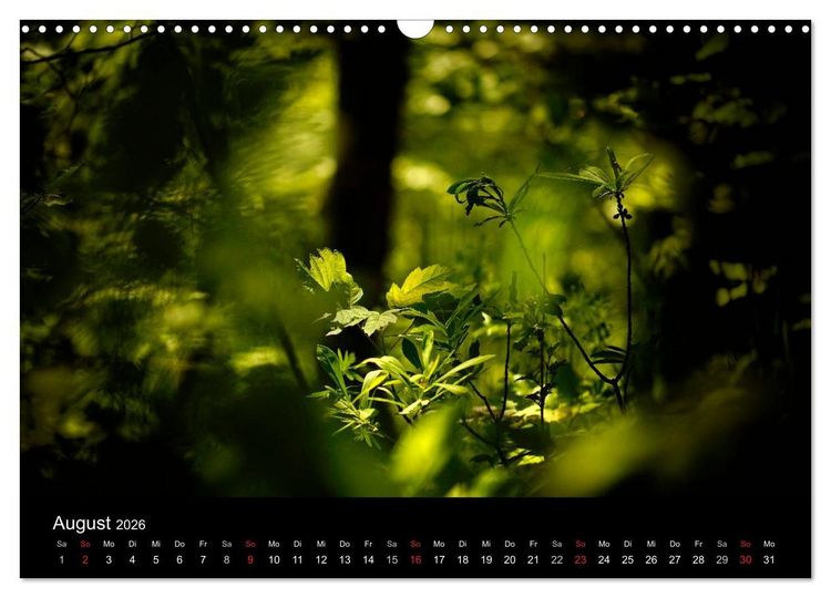 Produktbild: Mysterium Wald (Wandkalender 2026 DIN A3 quer), CALVENDO Monatskalender