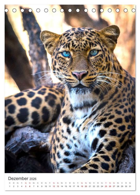 Produktbild: Leoparden - Die Beute im Visier. (Tischkalender 2026 DIN A5 hoch), CALVENDO Monatskalender