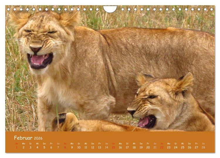 Produktbild: Auge in Auge mit den Tieren Afrikas (Wandkalender 2026 DIN A4 quer), CALVENDO Monatskalender
