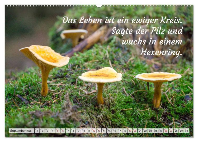 Produktbild: Junge, was hast du`s eilig (hochwertiger Premium Wandkalender 2026 DIN A2 quer), Kunstdruck in Hochglanz