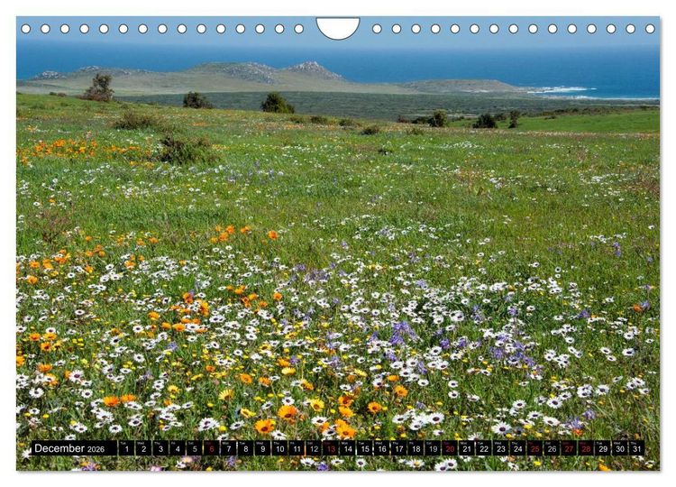 Produktbild: South Africa / UK-Version (Wall Calendar 2026 DIN A4 landscape), CALVENDO 12 Month Wall Calendar