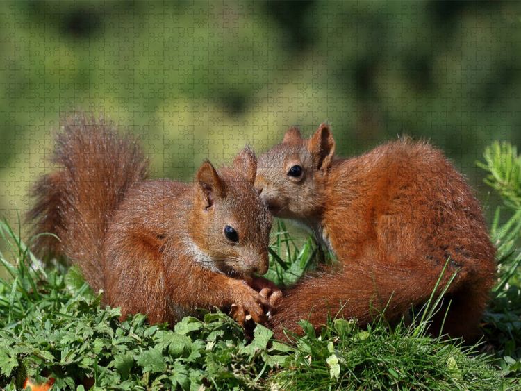 Produktbild: CALVENDO Puzzle Jacky und Jack | 1000 Teile Lege-Gr&ouml;&szlig;e 64x48cm Foto-Puzzle f&uuml;r gl&uuml;ckliche Stunden