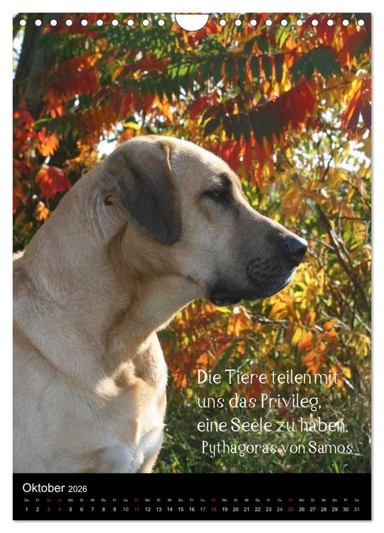 Produktbild: Der Broholmer (Wandkalender 2026 DIN A4 hoch), CALVENDO Monatskalender