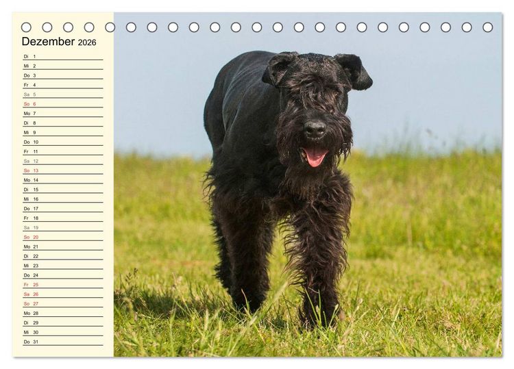 Produktbild: Treuer Freund Riesenschnauzer (Tischkalender 2026 DIN A5 quer), CALVENDO Monatskalender