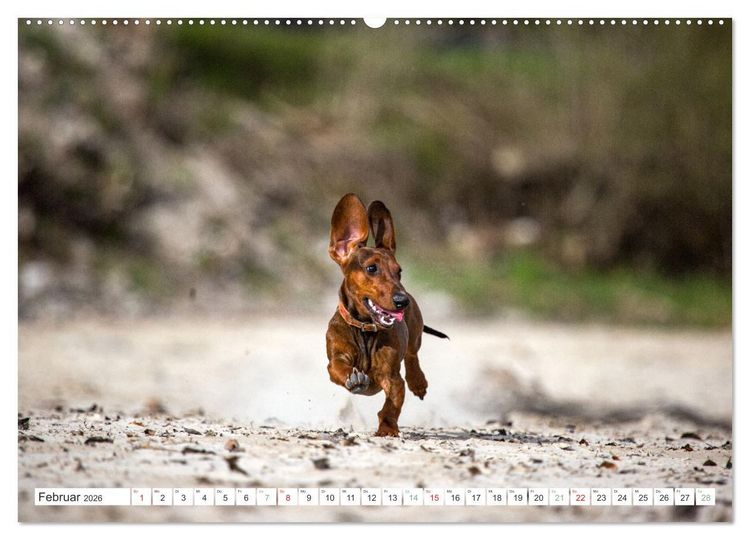 Produktbild: DACKEL... wissen was sie wollen... (und was nicht...) (hochwertiger Premium Wandkalender 2026 DIN A2 quer), Kunstdruck in Hochglanz