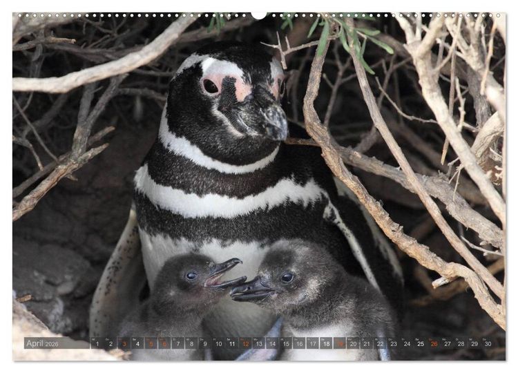 Produktbild: Pinguine in Patagonien (hochwertiger Premium Wandkalender 2026 DIN A2 quer), Kunstdruck in Hochglanz
