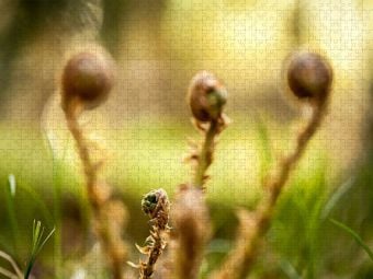 Produktbild: CALVENDO Puzzle Wurmfarn (Dryopteris filix-mas) | 1000 Teile Lege-Gr&ouml;&szlig;e 64x48cm Foto-Puzzle f&uuml;r gl&uuml;ckliche Stunden